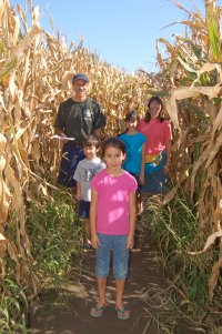 corn maze photo